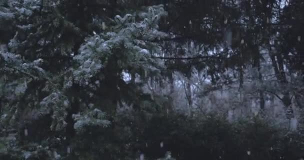 Сильный Снегопад Фоне Деревьев Зимняя Погода Лесу — стоковое видео