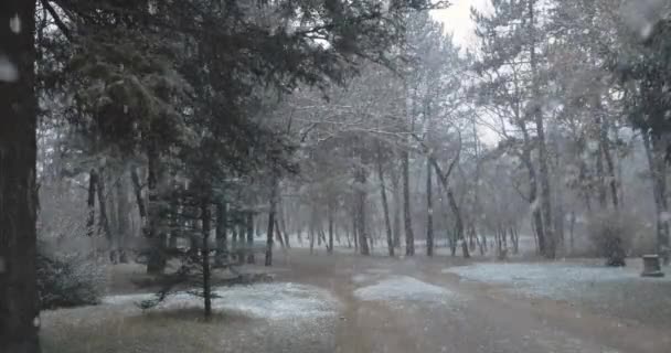 Silný Sníh Pozadí Stromů Zimní Počasí Lese — Stock video