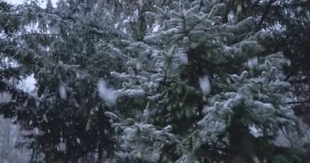 Сильный Снегопад Фоне Деревьев Зимняя Погода Лесу — стоковое видео