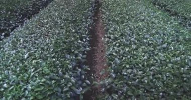 Tayvan Adasının Çiftliklerinde Çay Çalıları, Yakın plan