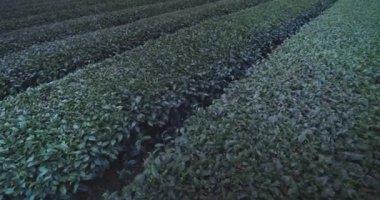 Tayvan Adasının Çiftliklerinde Çay Çalıları, Yakın plan