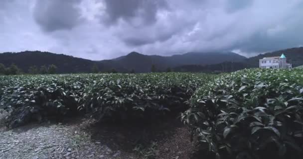 Tufișuri Ceai Plantațiile Insulei Taiwan Close — Videoclip de stoc