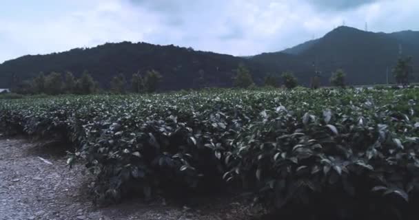 Cespugli Sulle Piantagioni Dell Isola Taiwan Primo Piano — Video Stock
