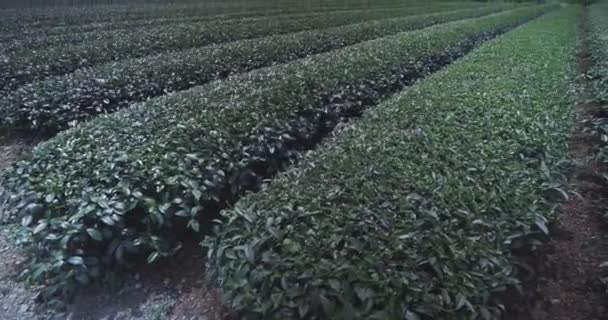 Krzewy Herbaty Plantacjach Wyspy Tajwan Zbliżenie — Wideo stockowe