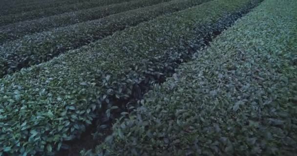 Arbustos Chá Nas Plantações Ilha Taiwan Close — Vídeo de Stock