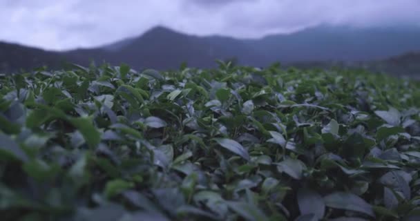 Tea Bushes Tajvani Ültetvények Közelkép — Stock videók
