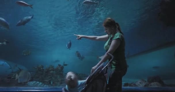 Mères Avec Leur Fils Dans Grand Aquarium Regardant Les Poissons — Video
