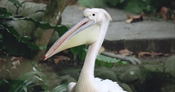 Pelican Close — 비디오