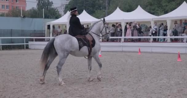 Signore Cavallo Una Performance Equestre — Video Stock