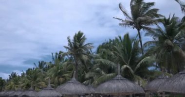 Tropik Palmiye Ağaçları ve Doğal Plaj Şemsiyeleri, Tatil Köyü