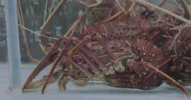 Asya Deniz Ürünleri Marketinde Büyük Istakozlar, Renkli Hong Kong