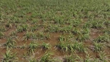 Şeker Çubuğu, Yeşil Bitkiler Yakın plan, Hava Görünümü