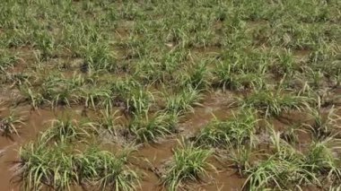 Şeker Çubuğu, Yeşil Bitkiler Yakın plan, Hava Görünümü