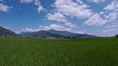 Tayvan 'ın Doğası, Pirinç Tarlalarının Zamanı