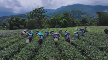 Yüksek İrtifa Plantasyonları, Tayvan, Hava Görünümü Üzerine Çay Toplama