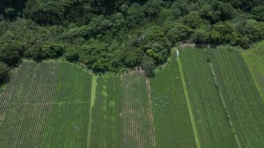 Yüksek İrtifa Plantasyonları, Tayvan, Hava Görünümü Üzerine Çay Toplama