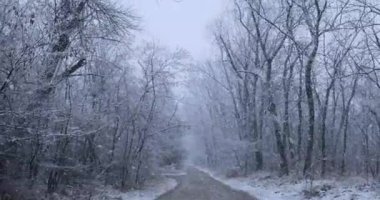 Karlı Ağaçların Arasındaki Orman Yolu