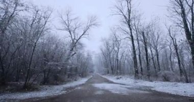 Karlı Ağaçların Arasındaki Orman Yolu