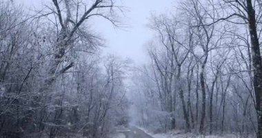 Karlı Ağaçların Arasındaki Orman Yolu