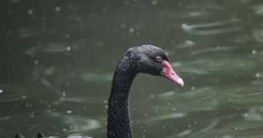 Sudaki Siyah Kuğu, Yakın plan