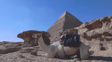 Giza, Mısır 'daki Büyük Piramitlerin Arkasında Deve
