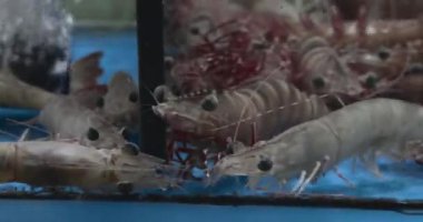 Hong Kong 'daki Asya pazarında karides ve deniz ürünleri.