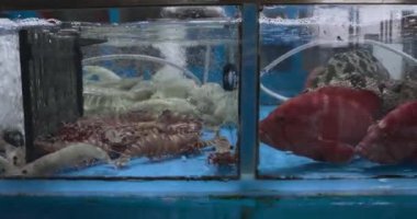 Hong Kong 'daki Asya pazarında karides ve deniz ürünleri.