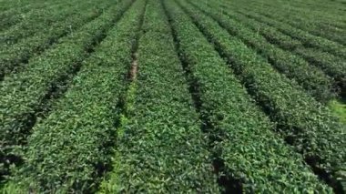 Tayvan Dağları 'ndaki çay tarlaları, hava manzarası.