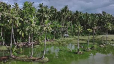 Cebu Adası, Filipinler 'deki Bataklık Tropiklerinde Otantik Palmiye Ağaçları