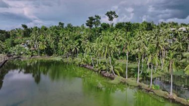 Cebu Adası, Filipinler 'deki Bataklık Tropiklerinde Otantik Palmiye Ağaçları