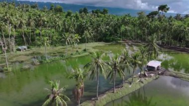 Cebu Adası, Filipinler 'deki Bataklık Tropiklerinde Otantik Palmiye Ağaçları