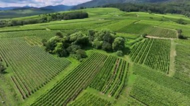 Fransa 'da Üzüm Bitkileri, Hava Görünümü