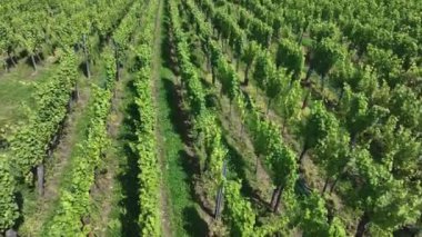 Fransa 'da Üzüm Bitkileri, Hava Görünümü