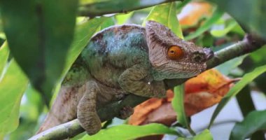 Büyük Renkli Madagaskar Bukalemunu, Yakın Çekim