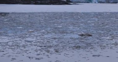 Kuzey Kutbu 'ndaki Nordenskiold Buzulu, Svalbard' ın Doğası