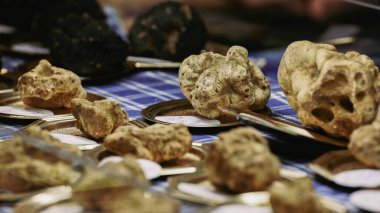 İtalya 'daki Alba Truffle Festivali' nde yerel satıcılar heyecan dolu ziyaretçilere bir dizi trüf mantarı sunarak zengin mutfak mirasını ve bu değerli mantarların eşsiz lezzetlerini kutluyorlar..