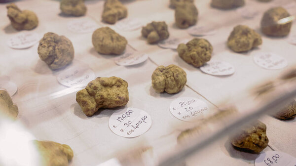 At the Alba Truffle Festival in Italy, numerous truffles are displayed with price tags, highlighting the regions rich culinary heritage and the excitement surrounding this annual gastronomic event.