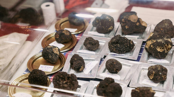Various truffles are elegantly showcased at the Alba Truffle Festival in Italy, highlighting the rich flavors and culinary significance of this local delicacy during the annual event.