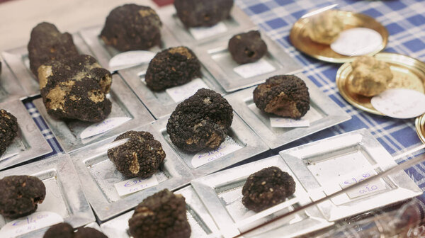 At the Alba Truffle Festival in Italy, vendors display a variety of exquisite black and white truffles, attracting food lovers and gourmet chefs seeking unique culinary treasures.