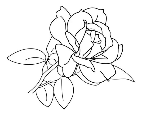 Rose Hermosa Rosa Blanca Vector Contorno Negro Con Hojas Tallos — Archivo Imágenes Vectoriales