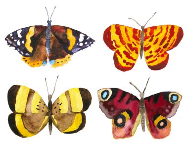 Beyaz arka planda suluboya kelebek. El çizimi, renkli, izole edilmiş çizimler.