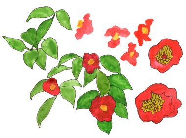 Yapraklı kırmızı yaz çiçekleri. İzole edilmiş arkaplanda elle çizilmiş illüstrasyon.