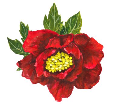 Beyaz arka planda parlak kırmızı şakayık. Yüksek kalite, el çizimi illüstrasyon.