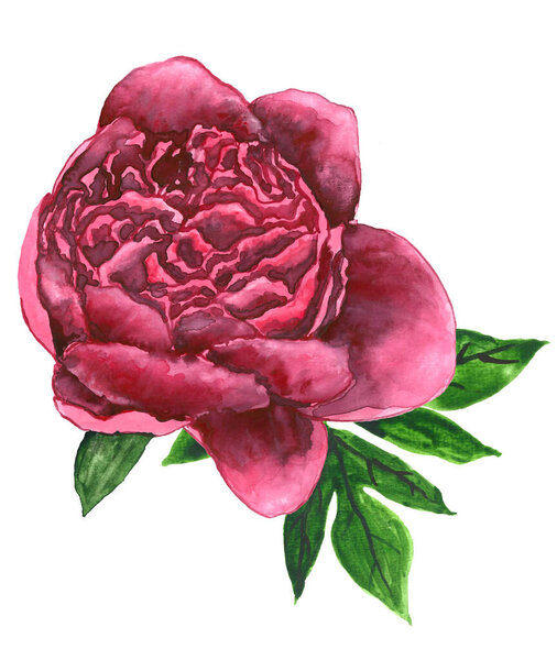 Ярко розовый пион изолирован на белом фоне. Высокое качество, рисунок от руки.