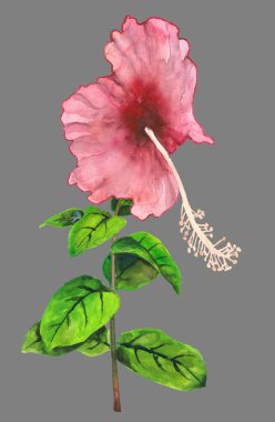 Gri arka planda izole edilmiş egzotik çiçek. Yüksek kalite, el çizimi, suluboya çizimi.