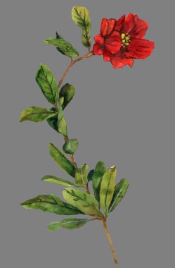 Yapraklı el çizimi kırmızı çiçek sapı. Yüksek kalite, suluboya çizimi, gri arkaplanda izole..