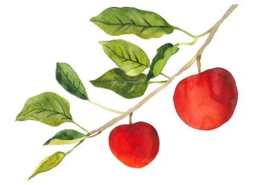 Bir dala iki el kırmızı elma çizdi. Beyaz arkaplanda yüksek kalite ve suluboya çizimi izole edildi.