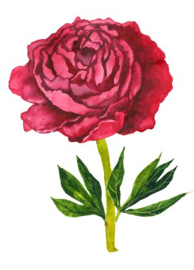 Beyaz arka planda izole edilmiş koyu pembe şakayık. Yüksek kalite, renkli, elle boyanmış çizimler..