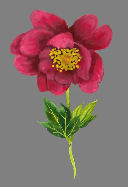 Dark pink hand drawn flower. High quality illustration isolated on grey background.