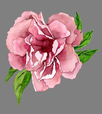 Güzel el çizimi pembe şakayık. Gri arkaplanda yüksek kaliteli suluboya çizimi izole edildi
